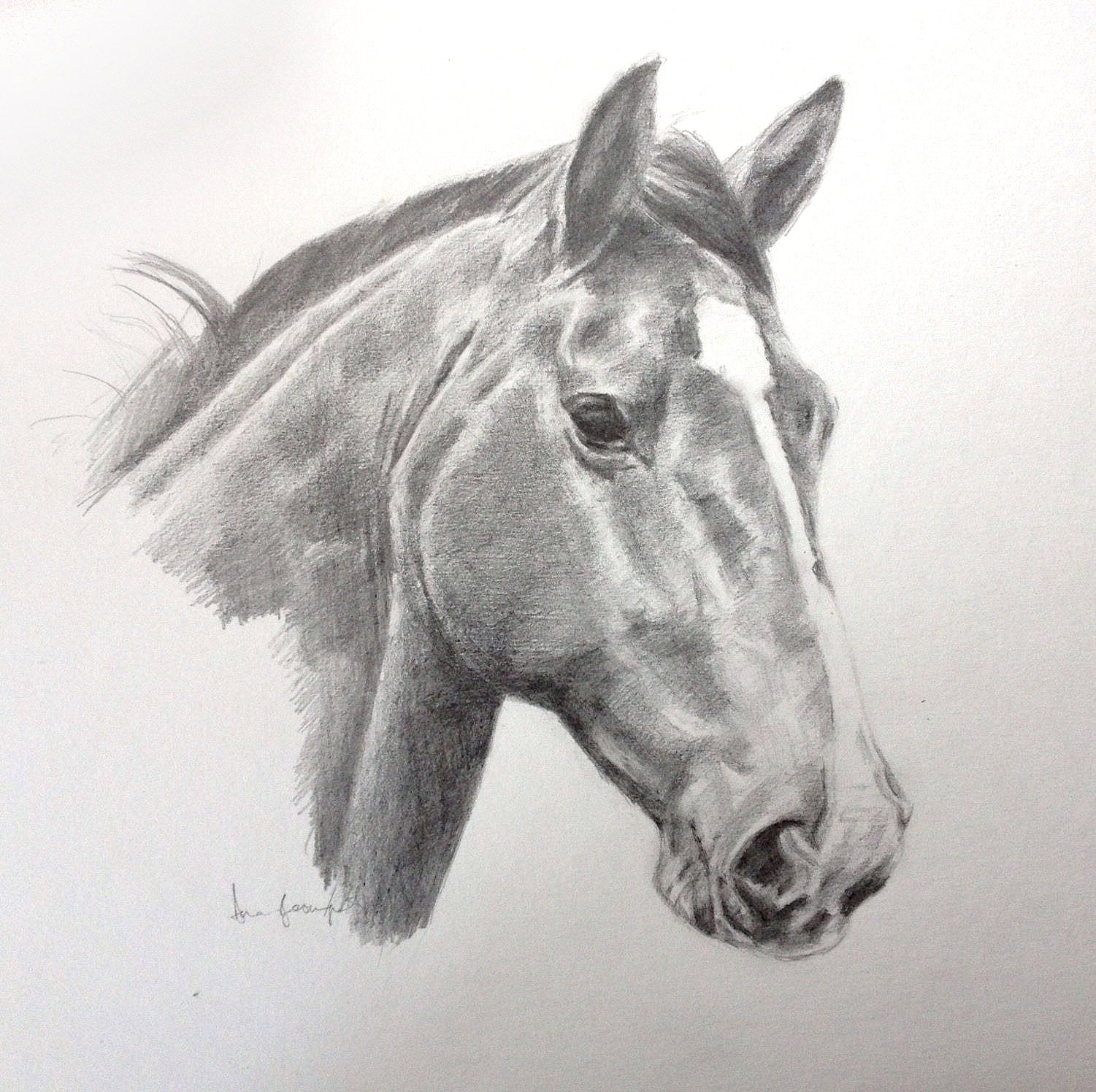 Amazon, Horse Portrait by Davina Bosanquet