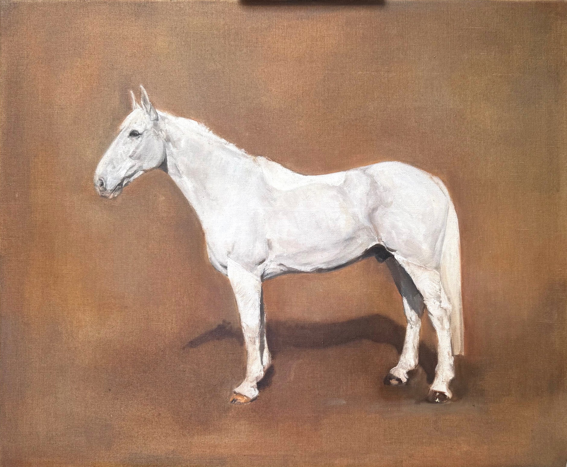 Conor, Horse Portrait by Davina Bosanquet