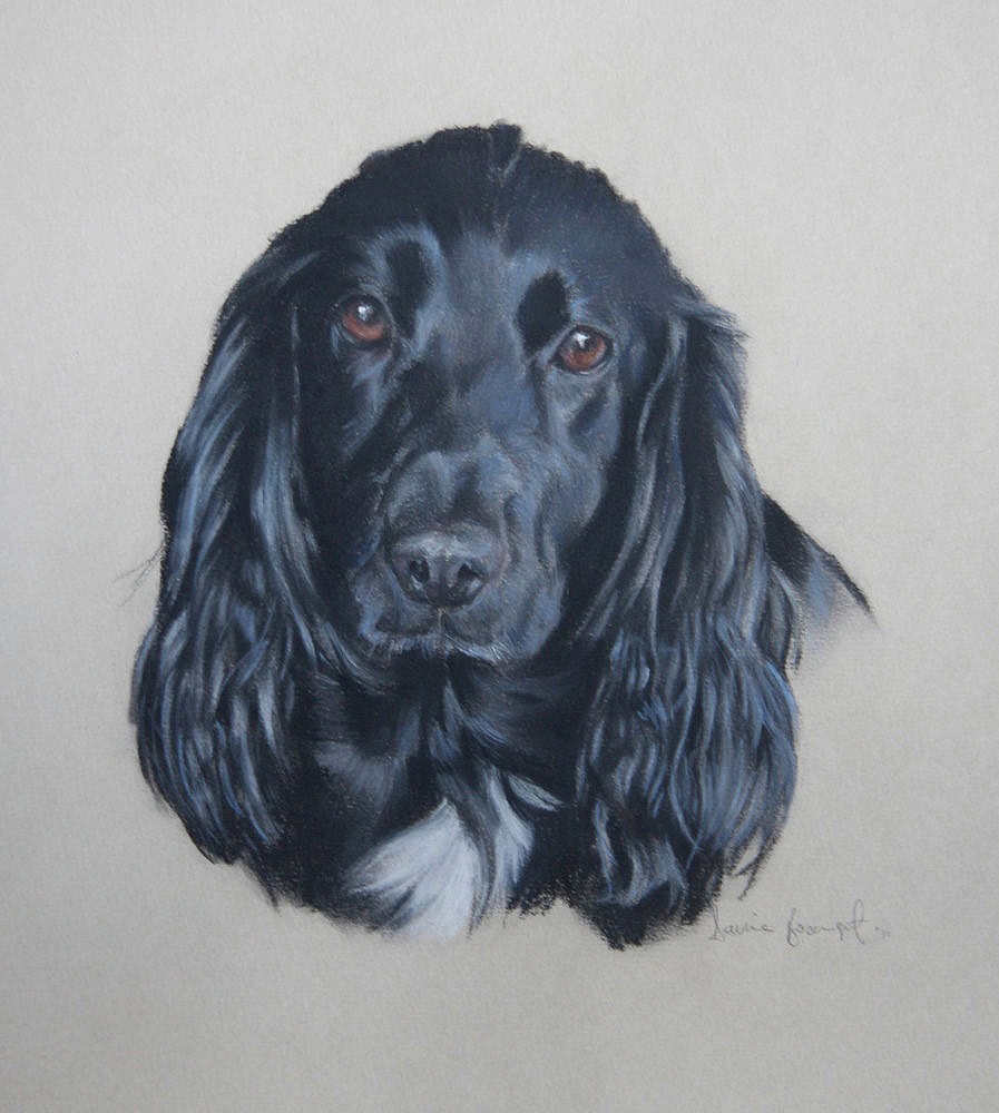 Dara, Dog Portrait by Davina Bosanquet