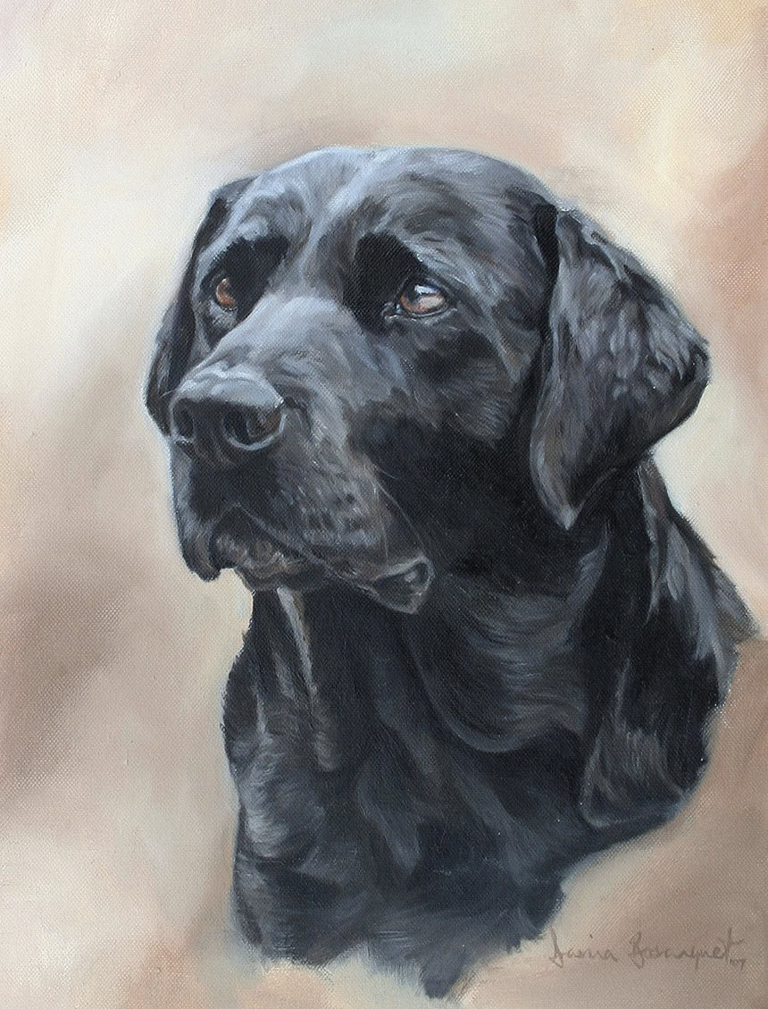 Harvey, Dog Portrait by Davina Bosanquet