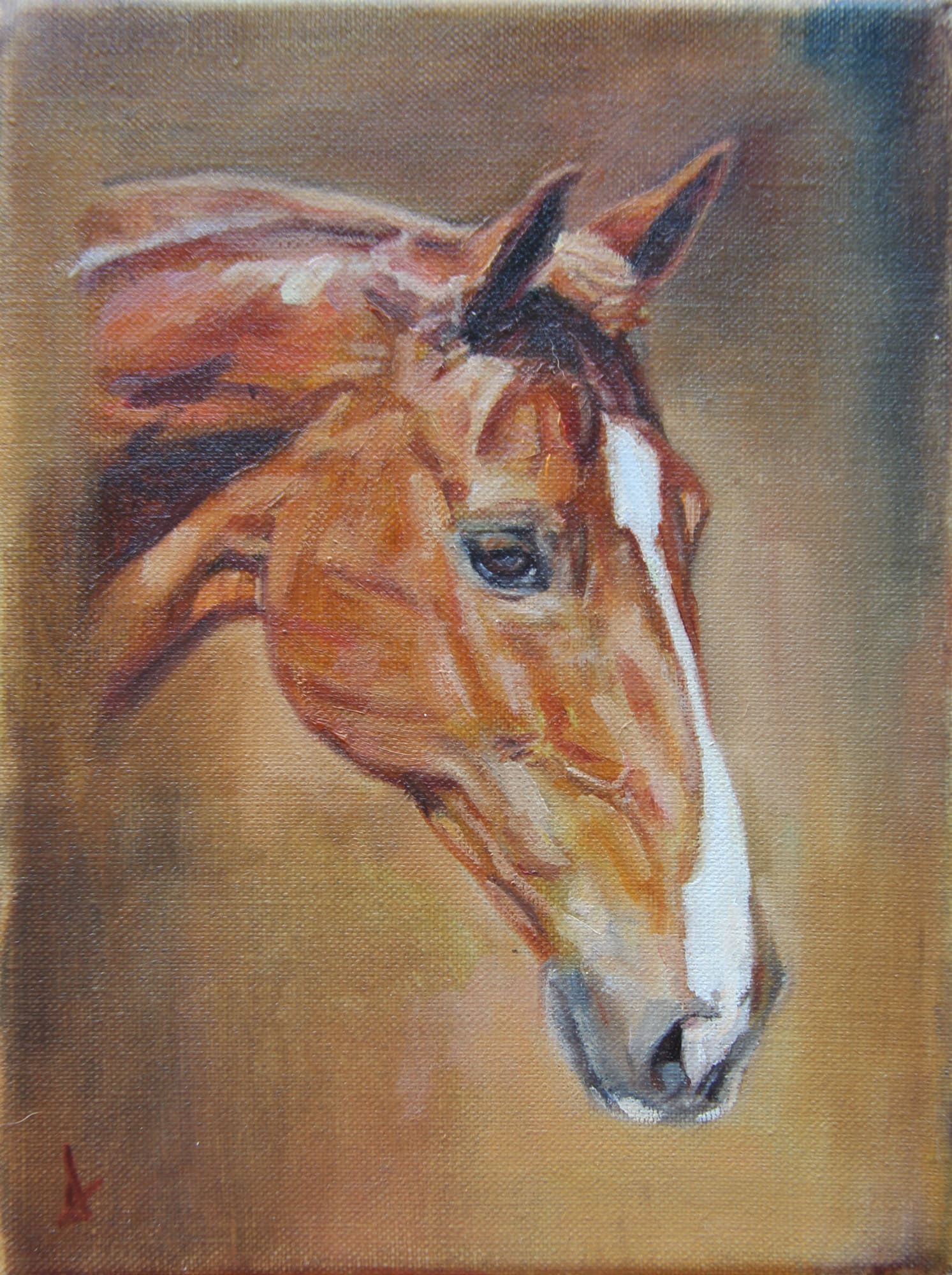 Jambo, Horse Portrait by Davina Bosanquet
