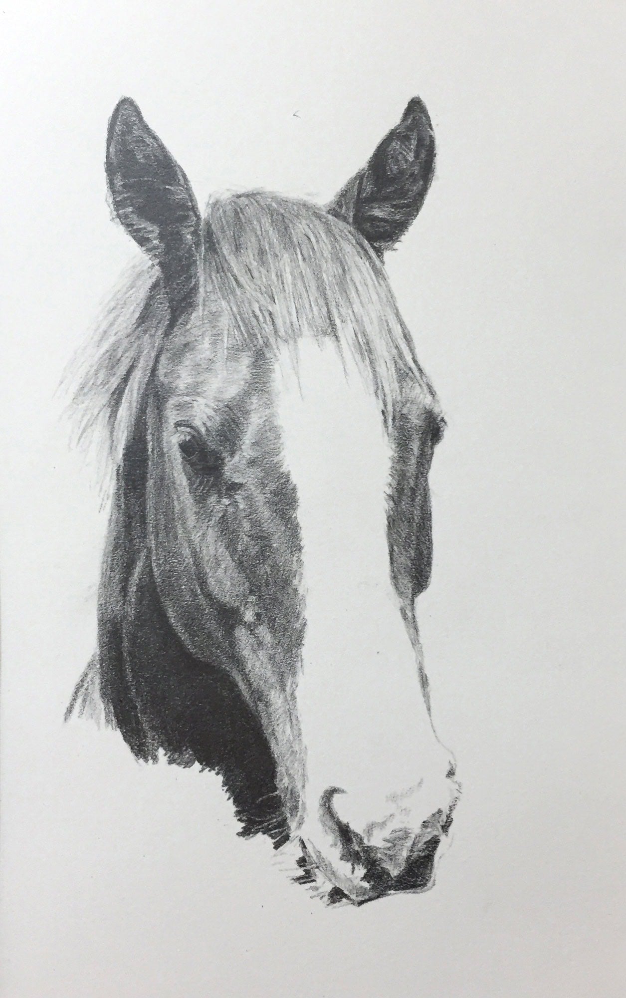 Jerry, Horse Portrait by Davina Bosanquet