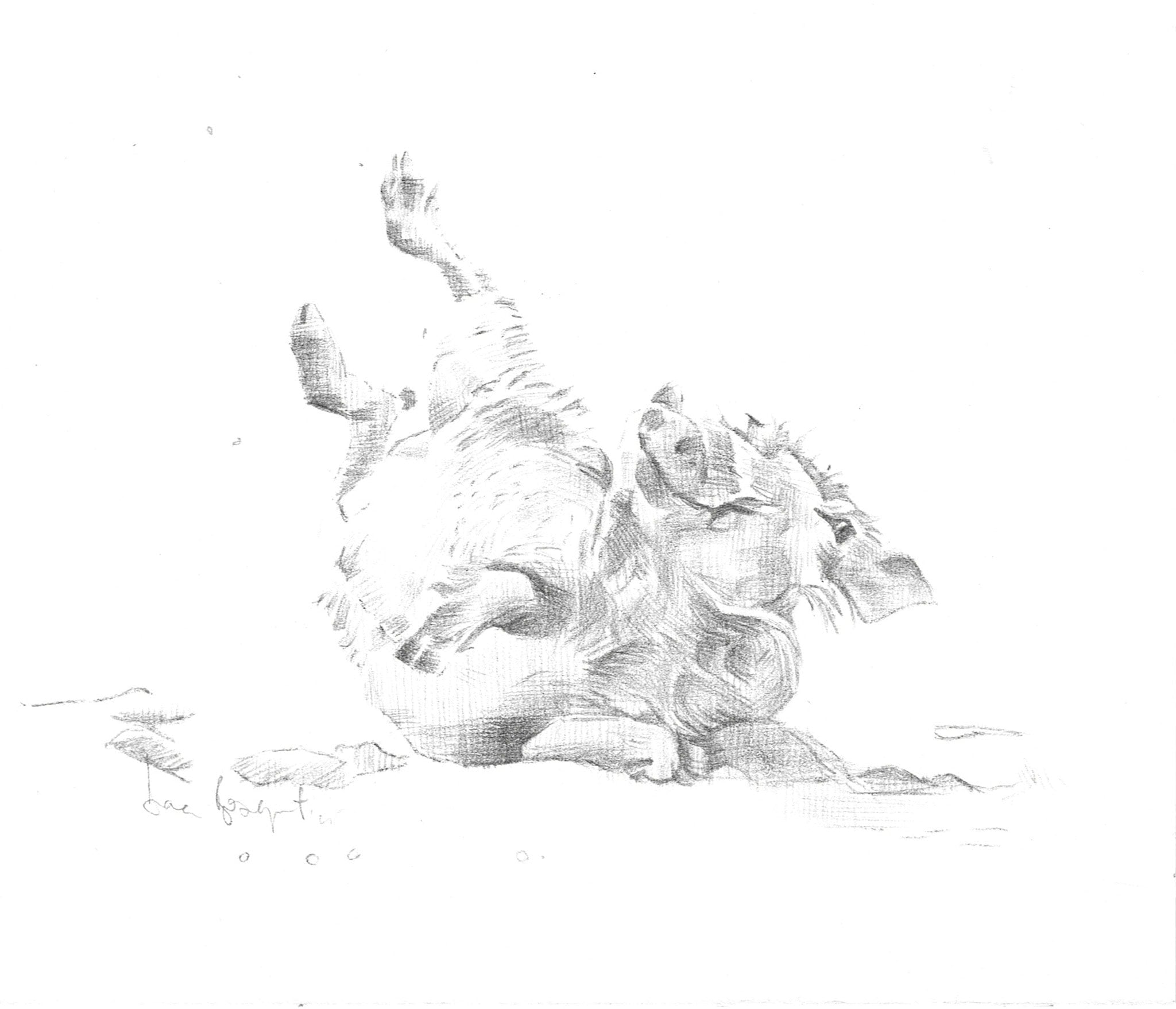 Pumba