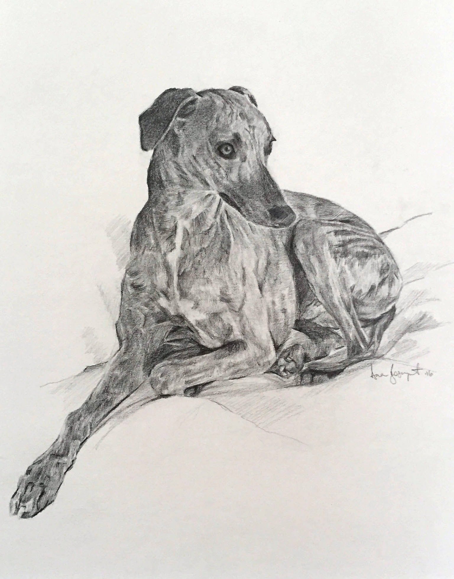 Sam, Dog Portrait by Davina Bosanquet