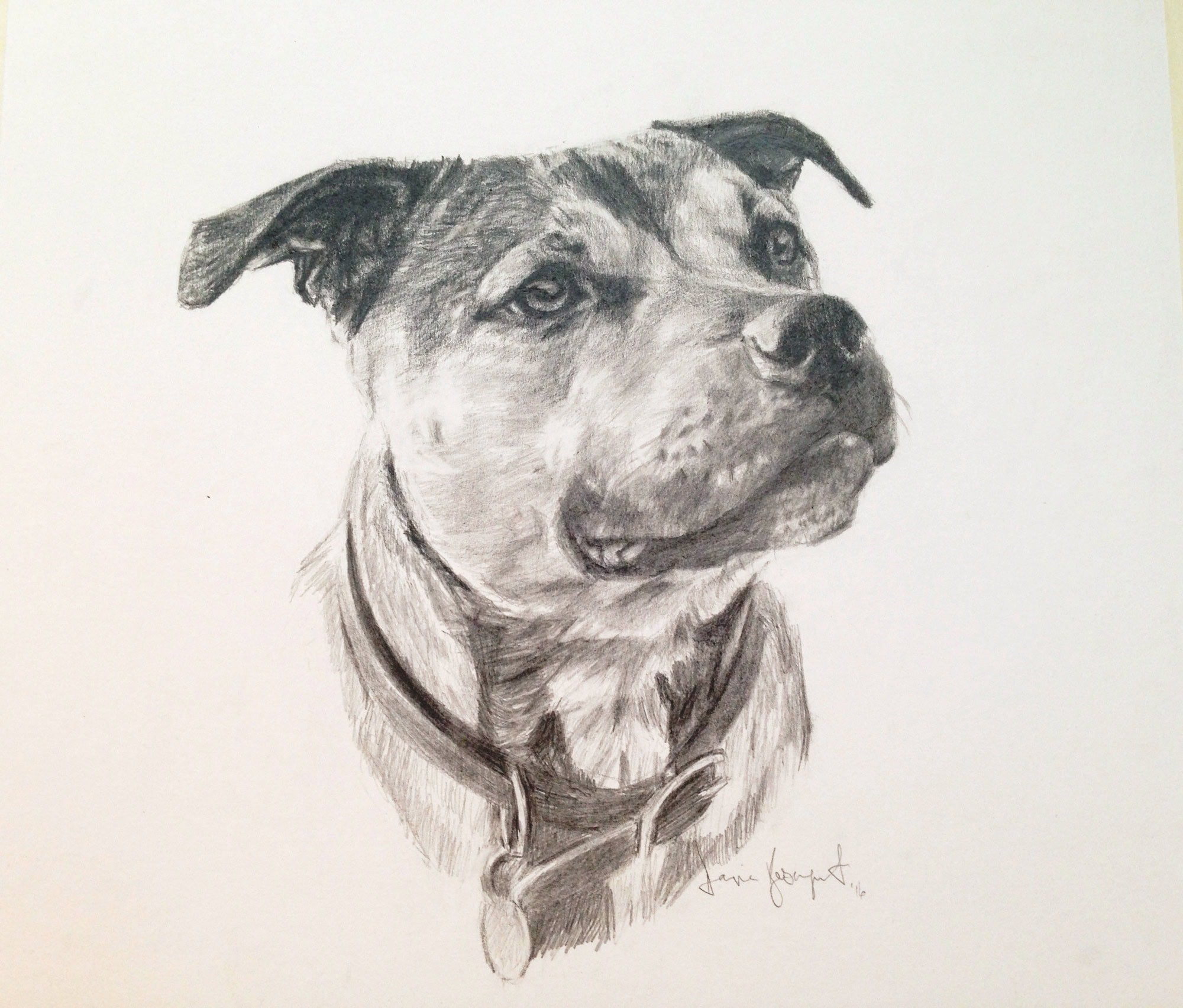 Tama, Dog Portrait by Davina Bosanquet