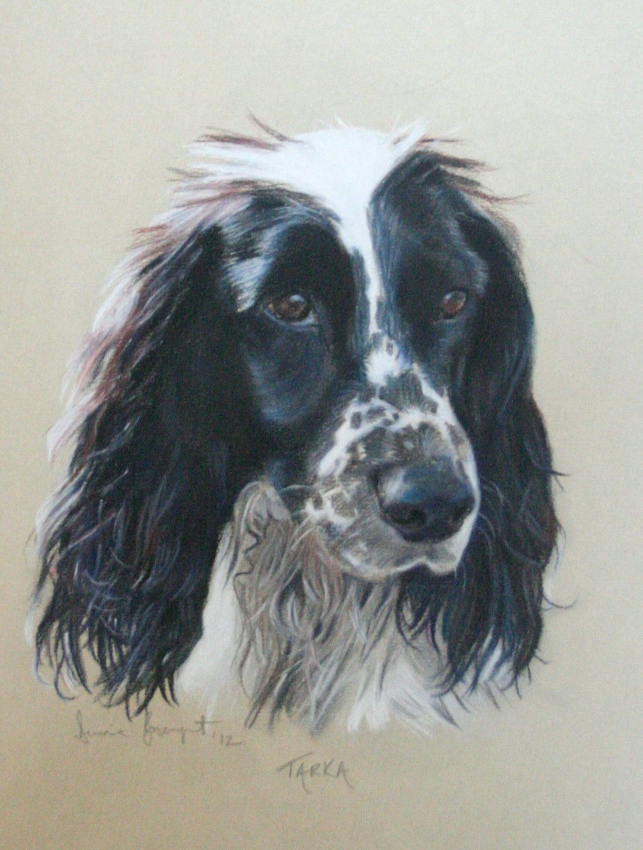 Tarka, Dog Portrait by Davina Bosanquet