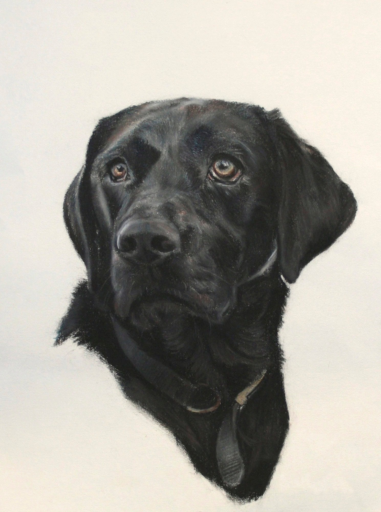 Tillie, Dog Portrait by Davina Bosanquet