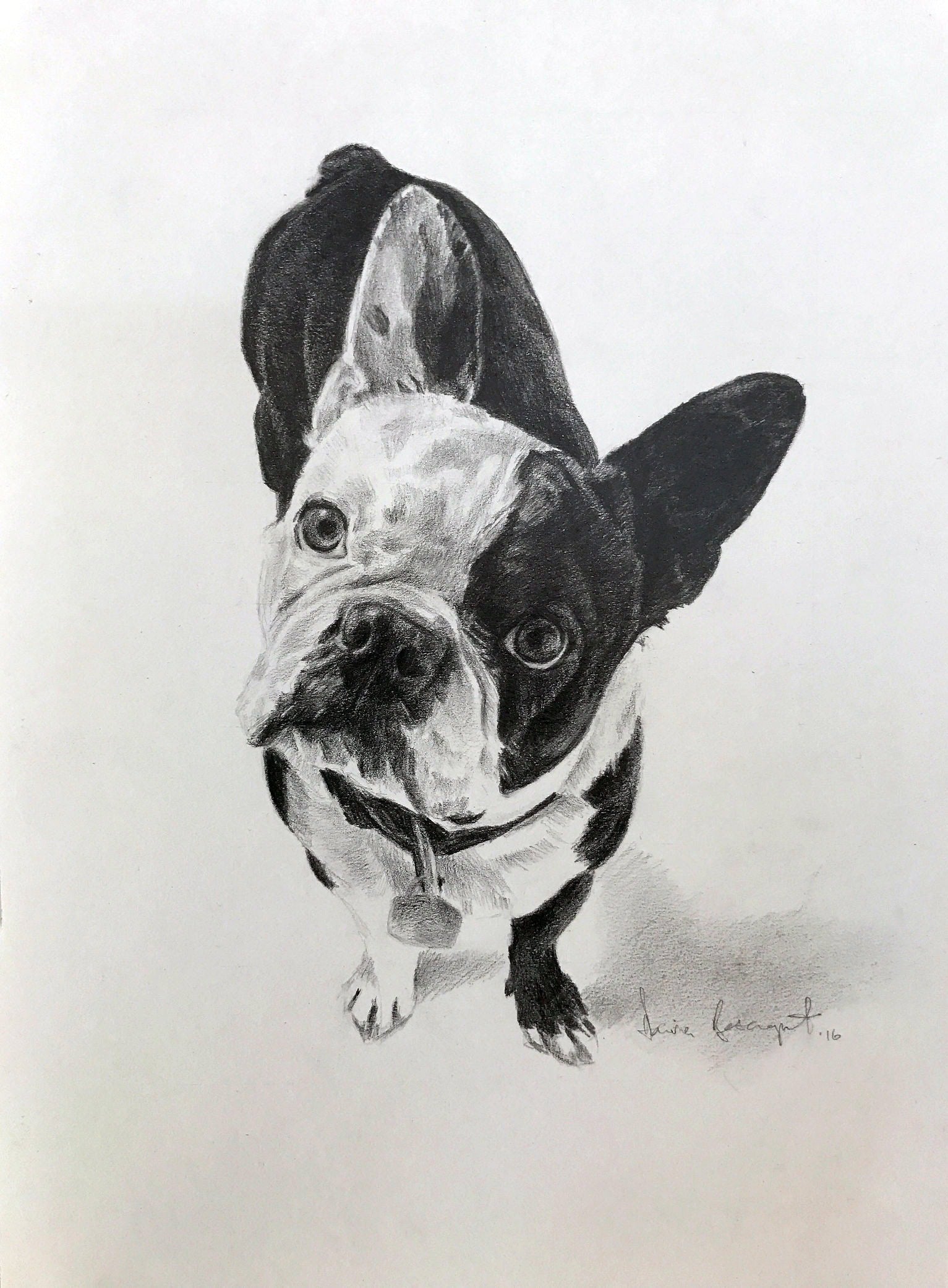 Toofy, Dog Portrait by Davina Bosanquet