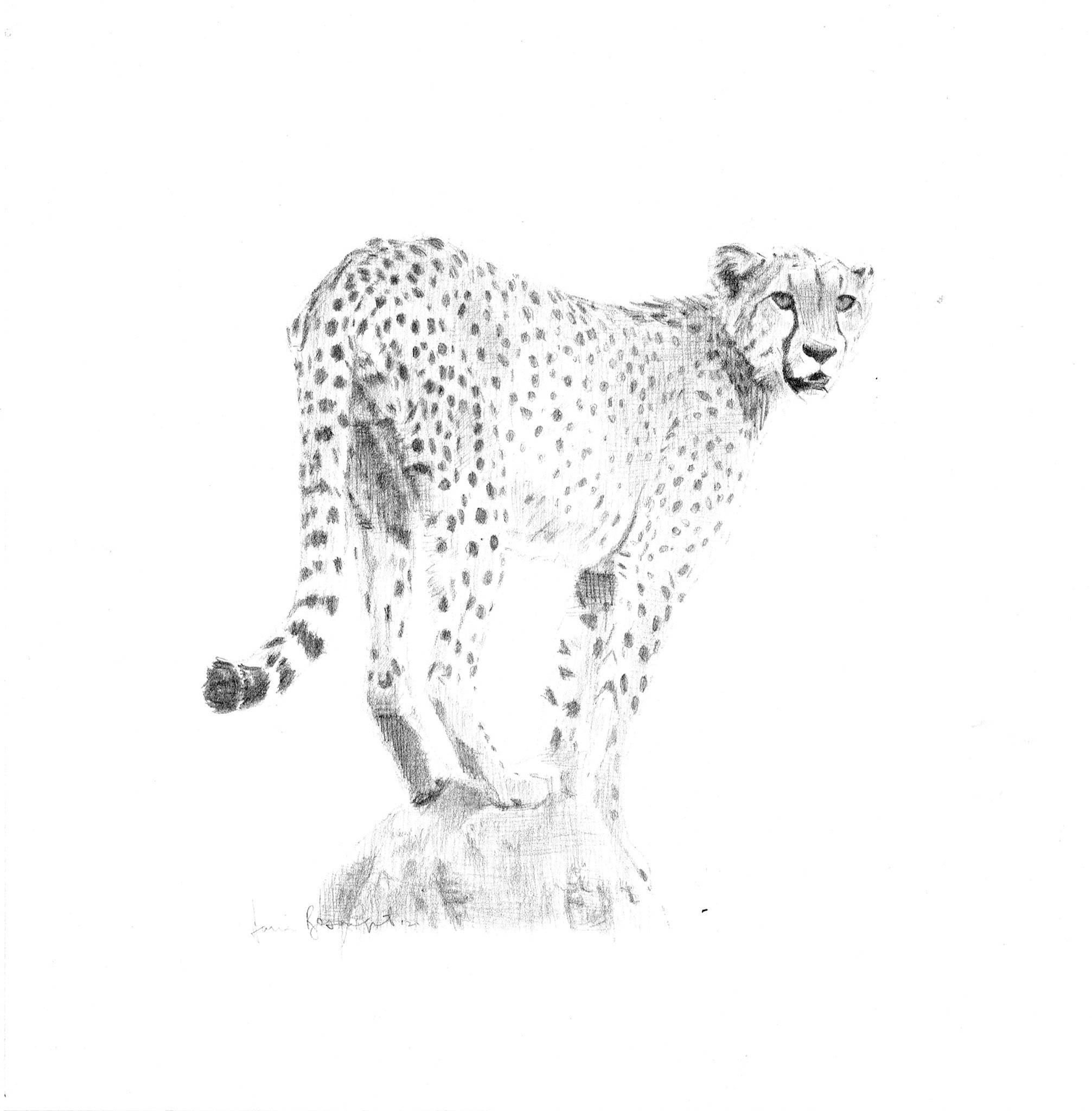 Vantage Point – Cheetah, Okonjima