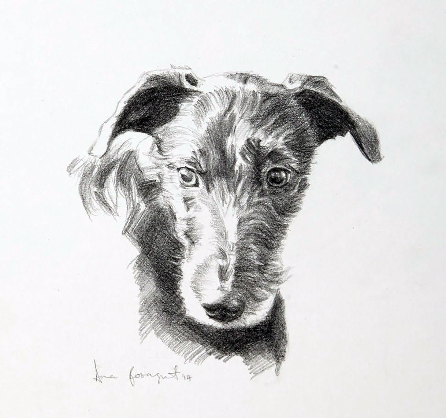 Zannah, Dog Portrait by Davina Bosanquet