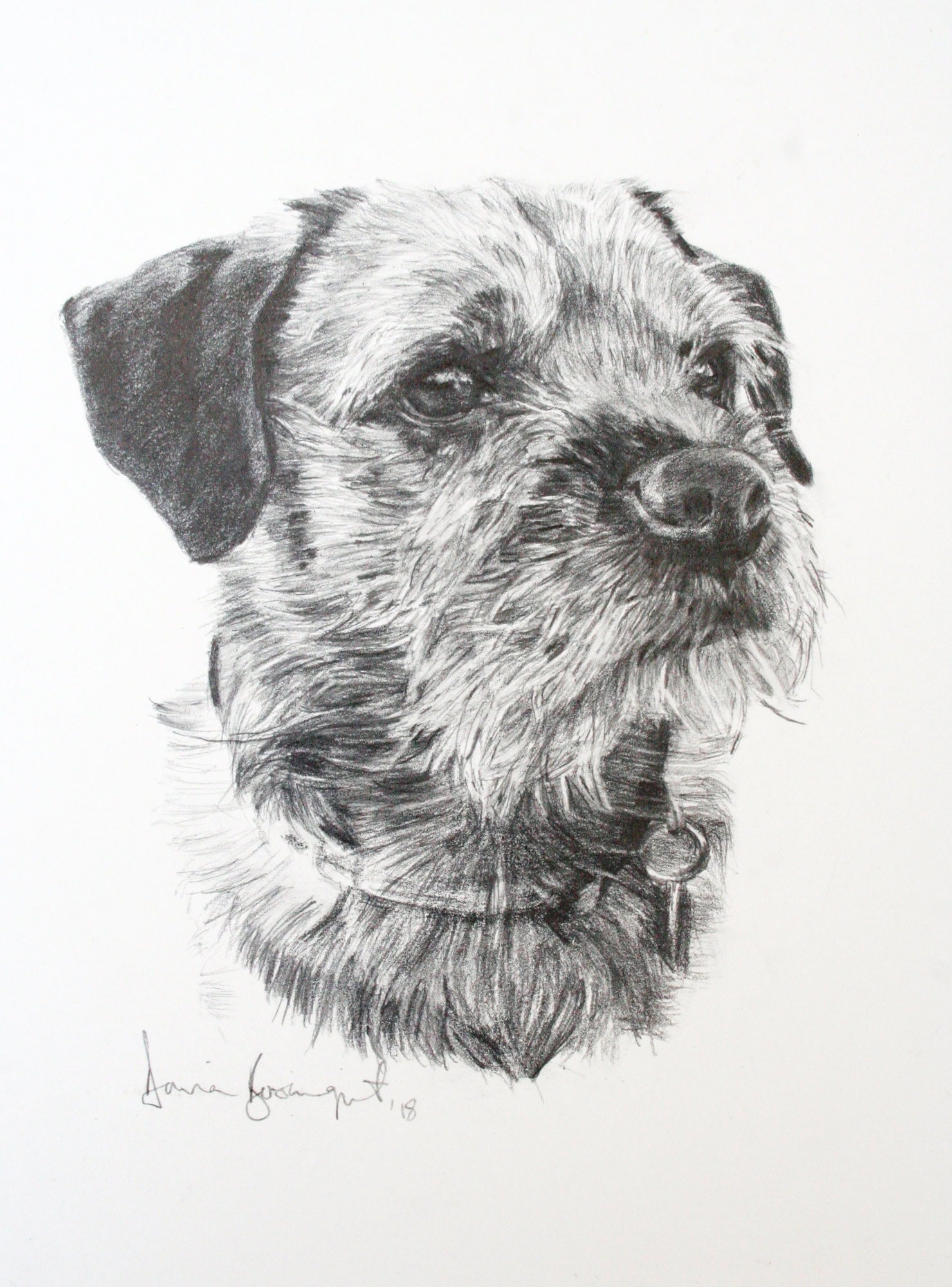Max, Dog Portrait by Davina Bosanquet