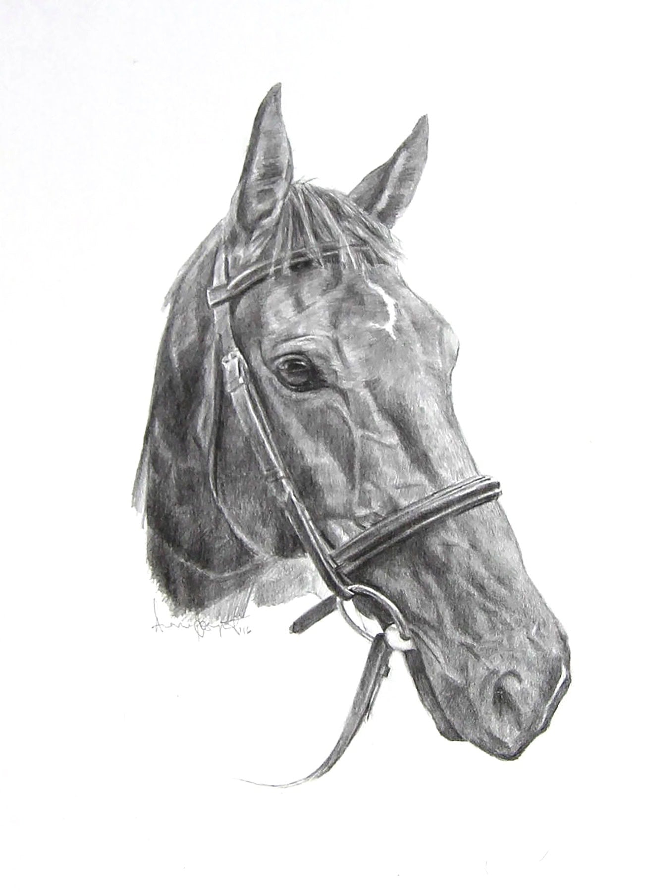 Untitled, Horse Portrait by Davina Bosanquet